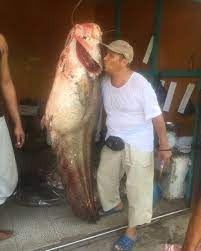 Bahkan ketika masih bocah pun, penulis sering menemani teman berburu encu. Nelayan Tangkap Ikan Raksasa Langka Setinggi Orang Dewasa Berat 90 Kg