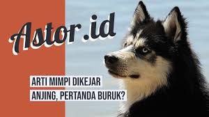 We did not find results for: Arti Mimpi Dikejar Anjing Apakah Jadi Pertanda Buruk