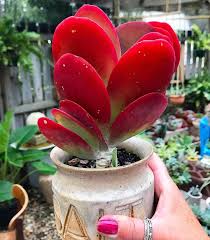 Flap Jack Repost Succulent Lover Succulents Kalanchoe Flapjack Thyrsiflora Paddleplant Succulentsbox Houseplants Red Succulents Plants Succulents