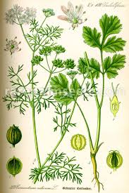 Image result for Coriandrum