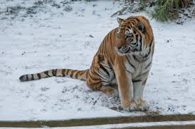 Tigers are muscular, have powerful forequarters, and especially in males, a large head. Tiger Smithsonian S National Zoo