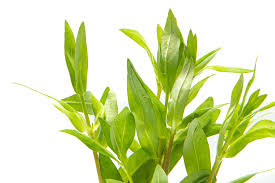 Image result for Nesaea polycephala