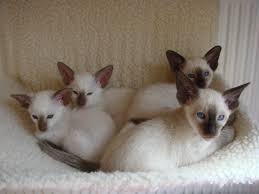 Click here to view siamese cats in texas for adoption. Siamese Kittens For Sale Wolverhampton West Midlands Pets4homes