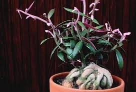 Image result for Monadenium rugosum