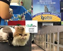 Kitchen flavor makanan kucing parsi johor postcode. Awak Yang Bela Kucing Tu Boleh Tolong Gatto Pet Centre Facebook