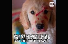 After dark funny meme dump 35 pics. 15 Funny Animal Memes You Can T Help But Laugh At Reader S Digest Asia
