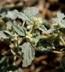 Image result for Chrozophora plicata