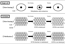 Check spelling or type a new query. Development Of A Vitrification Method For Preserving Human Myoblast Cell Sheets For Myocardial Regeneration Therapy Bmc Biotechnology Full Text