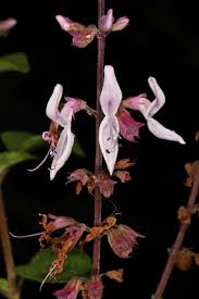 Image result for Ocimum labiatum