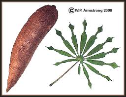 Maybe you would like to learn more about one of these? Root Vegetable Photos