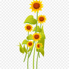 Bunga matahari (helianthus annuus l.) merupakan salah satu jenis. Umum Bunga Matahari Kartun Gambar Gambar Png