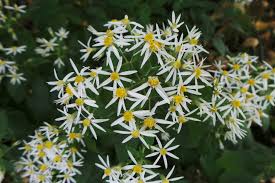 Image result for Xyris asterotricha