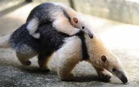 Animals Gallery Blog Archive Anteater Cute Baby Animals Cute Animals Baby Animals Pictures