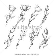 Image Result For Tulip Drawing Tulip Drawing Flower Sketches Tulip Tattoo