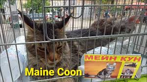 Maine Coon Mejn Kun Kedi Videolari Youtube