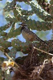 Birds Of Arizona Desert Cactus Wren Cactus Wren Backyard Birds Arizona Birds