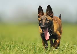 Indian dog names inspired by flowers. The Best Indian Dog Names For 2021 Popular Dog Names Indian