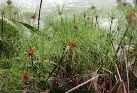 Image result for Vossia cuspidata