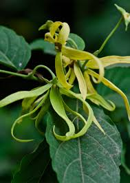 Image result for Cananga