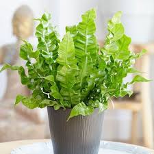 Image result for Asplenium uschiae