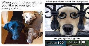 Delectable Treat Fresh Doggo Memes Delivered Straight To Your Face Funny Dog Pictures Funny Dog Memes Dog Memes