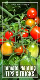 The determinate varieties produce lots of tomatoes over several weeks. Pin On My Saves