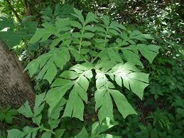 Image result for Anchomanes