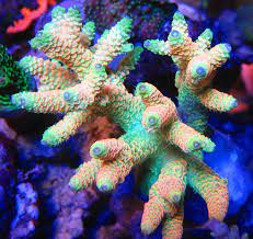 Acropora Millepora Reef Tank Coral Reef Aquarium Saltwater Aquarium Fish