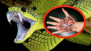 Bungarus fasciatus is extremely toxic, but so disinclined to bite that malayan villagers believe it is not a venomous species. The Most Venomous Snakes In The World Youtube