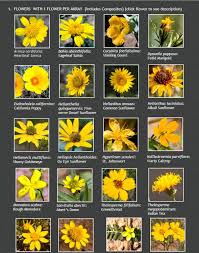 Check spelling or type a new query. New Mexico May Be In For A Booming Bloom Albuquerque Journal