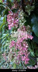 Image result for Rumex sagittatus
