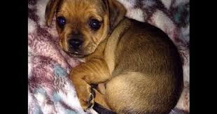 My Dog Gave Birth And A Puppy Dies Worst Day And Happiest Day Of 2016 Youtube Dogs Puppies Dogs And Puppies