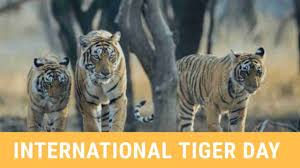 History of international tiger day. Global Tiger Day 2020 India S Tiger Population Doubled In 12 Years No Tigers Left In Mizoram S