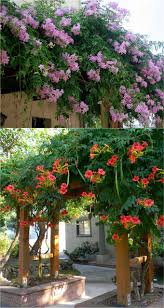Climbing plants are great for covering fences, walls, trellis, arches or obelisks! 20 Favorite Flowering Vines And Climbing Plants Garden Vines Flowering Vines Climbing Plants