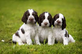English springer spaniel puppies wisconsin. 4 Facts About English Springer Spaniels Greenfield Puppies