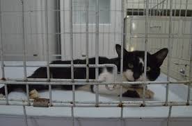 Yarali Kedi Icin Seferber Oldular Cenesi Kirik Kediyi Yasama Bagladilar Kirklareli Haberleri