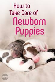 How To Take Care Of Newborn Puppies Newborn Puppies Newborn Puppy Care Newborn And Dog