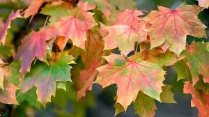 Norway maple more about norway maples leave site» acer plantanoids the norway maple was one of the most popular street trees in the united silver maple estimates are about 19.0 million btu per seasoned cord vs. Norway Maple Acer Platanoides Woodland Trust
