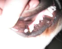 Kommentieren, daumen hoch, teilen und abonnieren! Knubbel An Der Lippe Was Konnte Das Sein Mit Bilder Gesundheit Dogforum De Das Grosse Rasseunabhangige Hundeforum