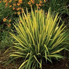 Image result for Myrica serrata