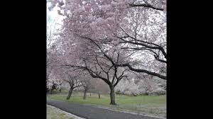 Flowering cherry trees in nj. More Than 5 000 Cherry Blossom Trees Blooming At N J Park Youtube