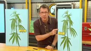 Quelle Difference Entre Chanvre Et Cannabis C Est Pas Sorcier Youtube