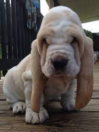 We did not find results for: European Hushpuppy Basset Hound Basset Puppies Baby Basset Hound Hound Puppies