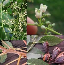 Image result for Toona