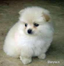 Pomeranian Puppy For Sale Pets For Sale In Chennai Tamil Nadu Sheryna In Mobile 408777