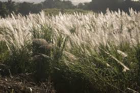 The cdnpa only applies within the boundaries of imperial, inyo, kern, los angeles, mono, riverside, san bernardino, and san diego counties. 15 Plants That Are Banned From Being Planted In Some Parts The U S