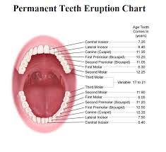 Teeth Eruption Chart For Deciduous And Permanent Teeth