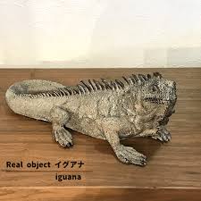 イグアナボイス建築設計事務所 vitsoe hayama studio operated by iguanavoice ã‚¤ã‚°ã‚¢ãƒŠ ç½®ç‰© ãƒˆã‚«ã‚² ã‚¤ãƒ³ãƒ†ãƒªã‚¢ çŽ„é–¢å…ˆ ãƒªã‚¢ãƒ« çˆ¬è™«é¡ž ã‚ªãƒ–ã‚¸ã‚§ é€æ–™ç„¡æ–™ã®é€šè²©ã¯au Pay ãƒžãƒ¼ã‚±ãƒƒãƒˆ ã‚¦ãƒƒãƒ‰ã‚®ãƒ£ãƒ©ãƒªãƒ¼æ¨¹