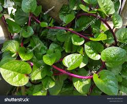 Image result for Anredera