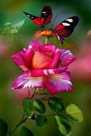 Pin By Elena Melgarejo Gonzalez On Roses Art Creative Montage No 2 In 2020 Pretty Flowers Pictures Beautiful Flowers Pictures Flower Pictures